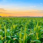 Засоби захисту рослин: які є особливості та нюанси застосування?