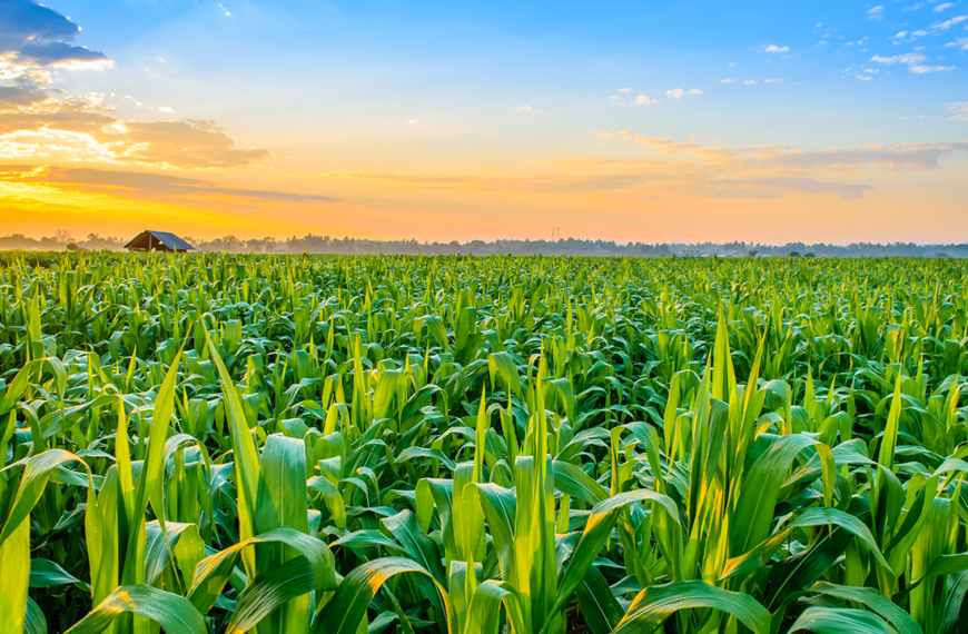 Засоби захисту рослин: які є особливості та нюанси застосування?