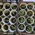 Розсада як на підбір: чому досвідчені дачники кладуть у склянку…