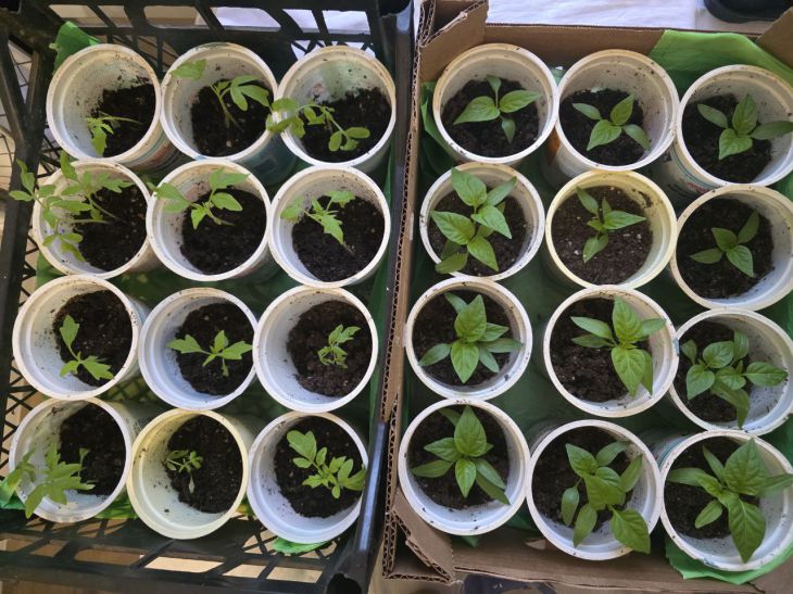 Розсада як на підбір: чому досвідчені дачники кладуть у склянку цю таблетку рассада
