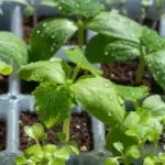 Не вгору, а вбік. Чинники для міцної та приземистої розсади.