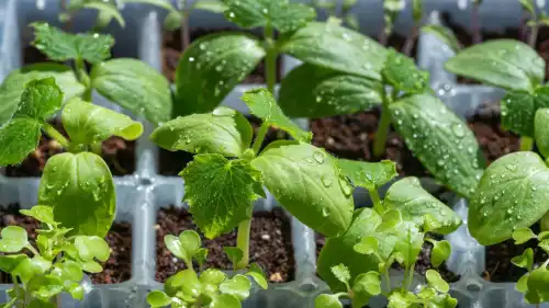 Не вгору, а вбік. Чинники для міцної та приземистої розсади.