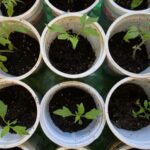 Зелені, як смарагд: чим поливати розсаду, щоб вона була кремезною і не хворіла