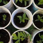 Яке світло губить розсаду: 3 помилки на підвіконні, які ви&hellip;