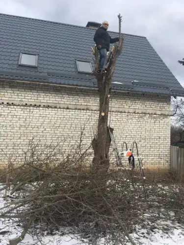 Як формувати і підрізати гілля дерев