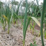 Що посадити після часнику на наступний рік: найкращі послідовники для&hellip;