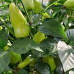 Що в жодному разі не можна садити поруч із перцем:…