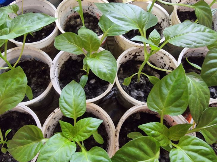 Коли сіяти перець у 2026: місячний календар проти реальності — хто має&hellip;