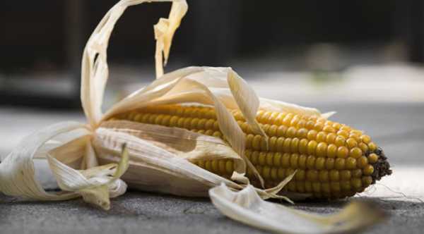 Кукурудзяний фрахт з України дешевшає на старті лютого.