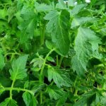 Чому скручується листя у розсади томатів: 5 причин від стресу…