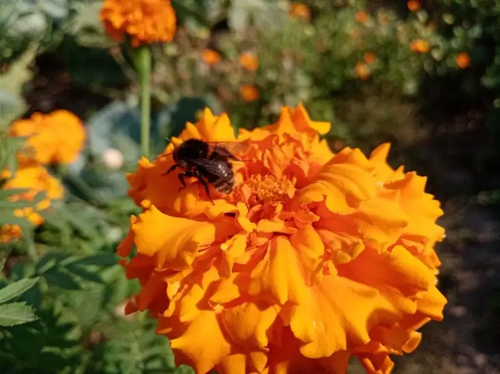 Секрет довголіття: навіщо сіяти чорнобривці прямо в горщик з томатами