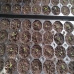 Як зробити грунт для розсади вдома: простий рецепт, який кращий…