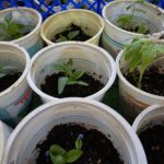 Чому не сходить розсада баклажанів: терміни та умови, про які&hellip;