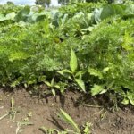 Як морква та кріп гублять один одного: класична помилка новачків