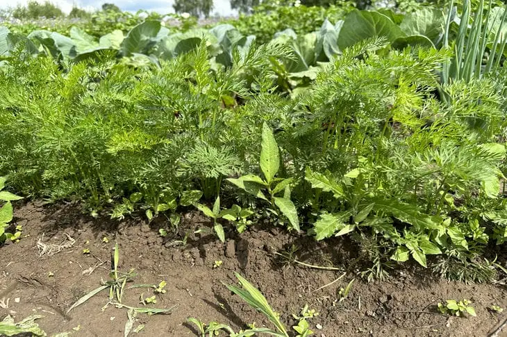 Як морква та кріп гублять один одного: класична помилка новачків