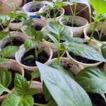 Навіщо обприскувати розсаду молоком: старовинний метод для профілактики хвороб