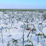 ОЗИМА ПШЕНИЦЯ В УКРАЇНІ: специфіка росту та зимостійкість