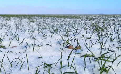 ОЗИМА ПШЕНИЦЯ В УКРАЇНІ: специфіка росту та зимостійкість