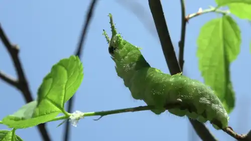 Тривога! Атака! Мене пожирають! Скошена або поїдена трава – це більше, ніж&hellip;
