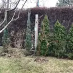 Садовий розквіт навесні: чому в березні для підживлення краще використати&hellip;