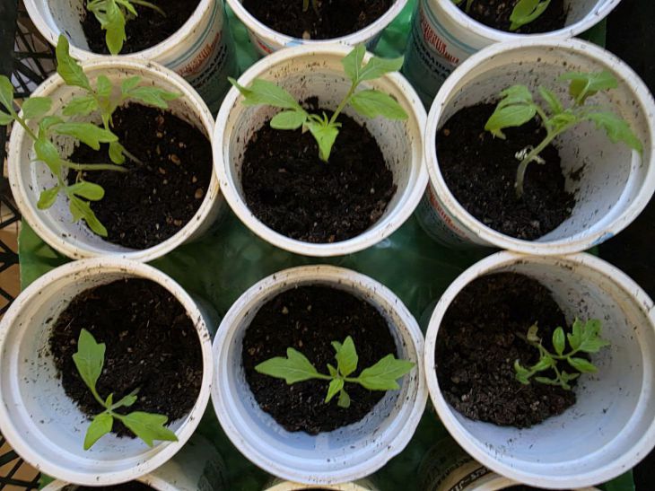 Без чорної ніжки: як поливати розсаду, щоб грибок оминув ваші посадки.