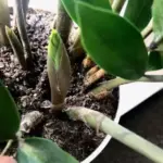 Загибель заміокулькаса: 5 промахів у догляді та реанімація грошового дерева