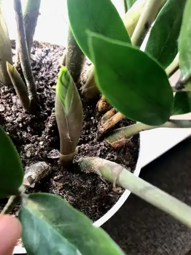 Загибель заміокулькаса: 5 промахів у догляді та реанімація грошового дерева