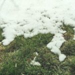 Які роботи на газоні проводять навесні?