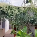 Гірчак бальджуанський: рослинний хуліган, що приховає провини (і сусідній тин)