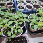 Ідеальний ґрунт: де набрати землі, щоб розсада поперла як на дріжджах