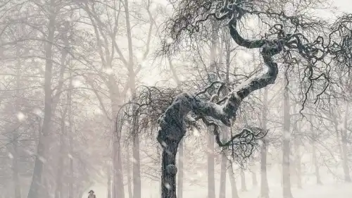 Помилка Да Вінчі: його деревна формула хибна.