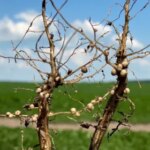 Початок – у землі.