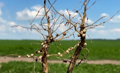 Початок – у землі.