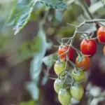 Чи покращить сода урожайність помідорів?