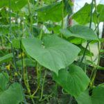 Коли сіяти огірки у відкритий ґрунт: орієнтир на березу та&hellip;