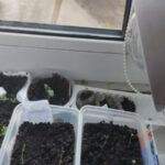 Рятуємо розсаду: чому вона гине у перші ж дні