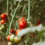 Таємниці фермерського листя.