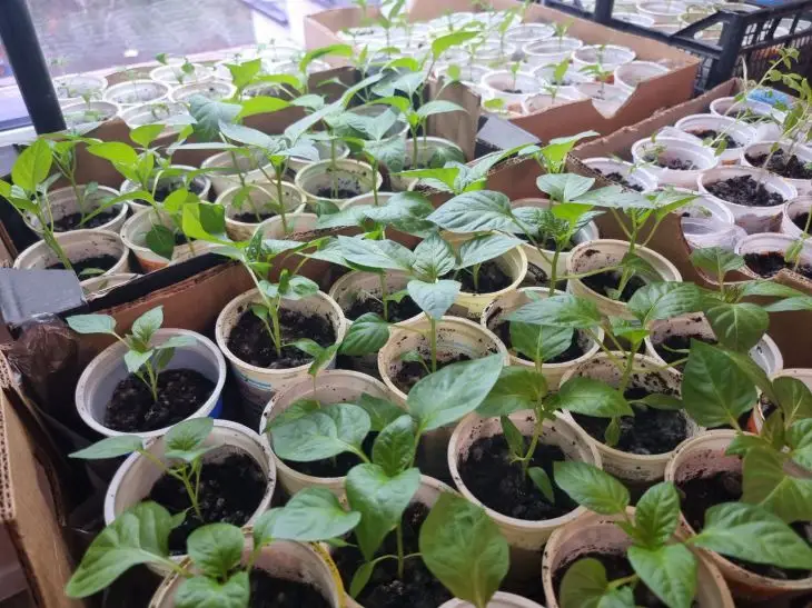 Що не так з вашим ґрунтом: головний секрет здорової розсади за копійки