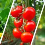 Чому універсального препарату для саду та городу не існує