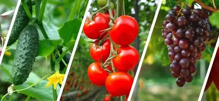 Чому універсального препарату для саду та городу не існує