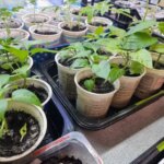 Дачники, схаменіться: яке насіння перців не зійдуть ніколи, навіть при&hellip;