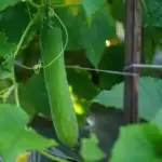 Чому слід зрізати листя огірків?