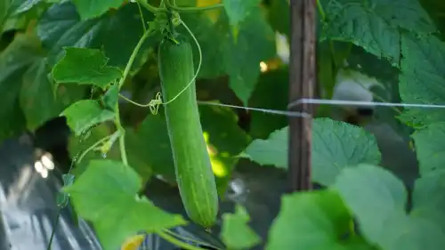 Чому слід зрізати листя огірків?