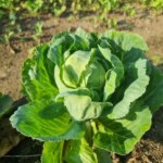 Що додати в лунку при посадці капусти: забудьте про гусениць