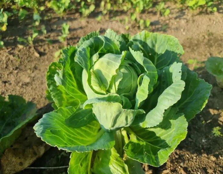 Що додати в лунку при посадці капусти: забудьте про гусениць