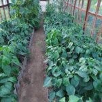 Чому перець не цвіте: ви його просто перегодовуєте