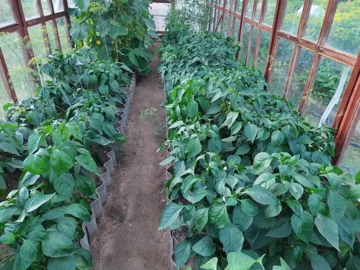 Чому перець не цвіте: ви його просто перегодовуєте