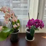 Орхідеї: отрута замість підживлення – поширені помилки та порятунок рослин