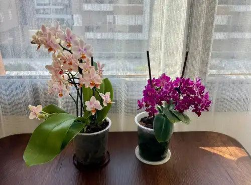 Орхідеї: отрута замість підживлення – поширені помилки та порятунок рослин