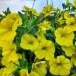 Коли пікірувати петунію: не запізніться, інакше розсада пропаде